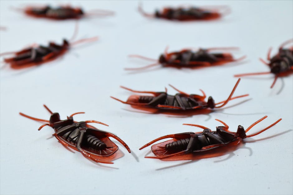 Kakerlaken in der Küche: Ursachen und Tipps zur Bekämpfung